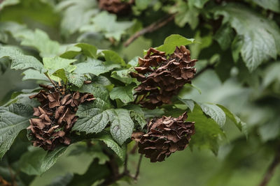 Close-up of pine cone on plant