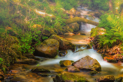 Scenic view of waterfall in forest