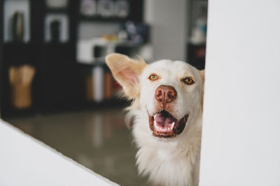 Close-up portrait of a dog