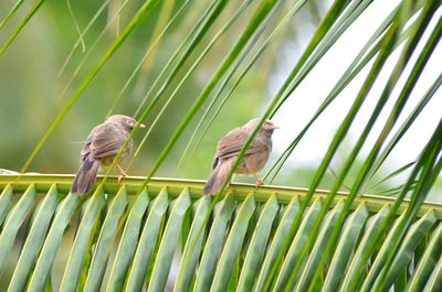 View of birds perching on leaf