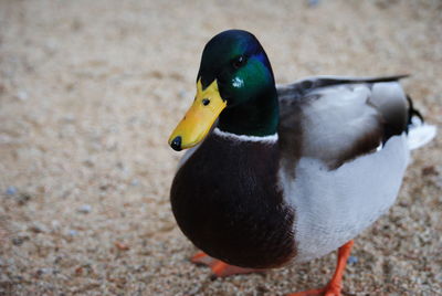 Close-up of duck