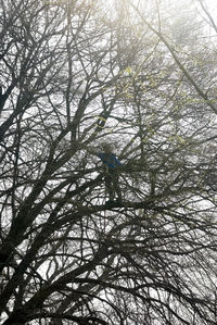 Low angle view of bare tree