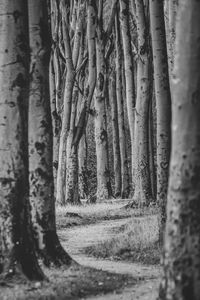 Close-up of tree trunk in forest