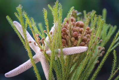 Close-up of wildflowers