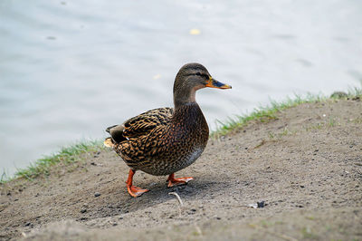 View of a bird on beach