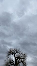 Low angle view of bare tree against sky
