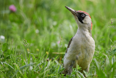 Close-up of a green woodpecker bird on field