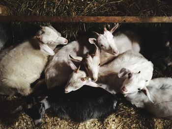 High angle view of goats standing in barn