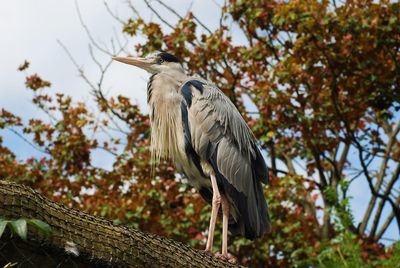 Low angle view of gray heron perching on tree