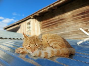 Cat lying on a building