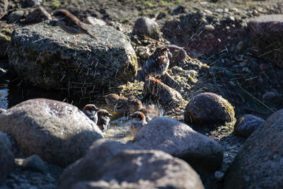 Close-up of stones on rocks