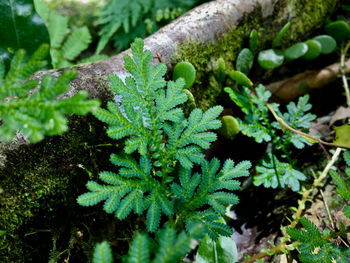 High angle view of fresh green plant