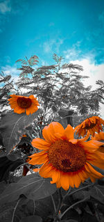 Close-up of orange flowering plant against sky