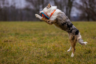 Dog running on field