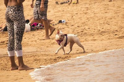 Low section of people with dog on beach