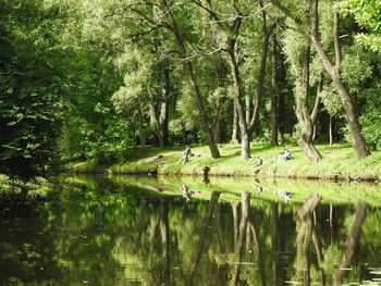 Scenic view of lake in forest