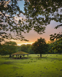 Trees on field against sky during sunset