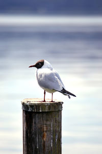 Seagull perching on wooden post