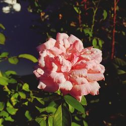 Close-up of pink flowers blooming outdoors