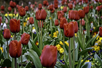 Close-up of red tulips in field