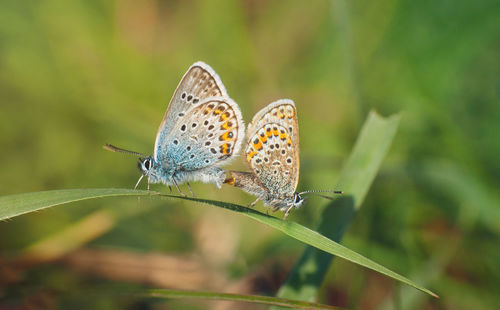 Butterfly pollinating flower