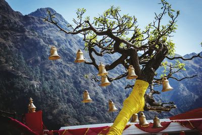 View of trees on mountain