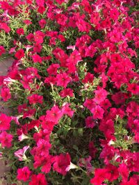 Pink flowers blooming outdoors