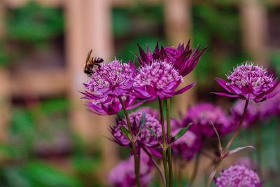 Close-up of bee pollinating flower