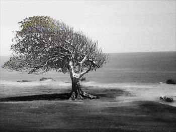 Bare trees on landscape