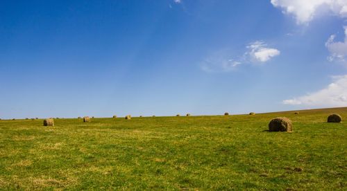 field
