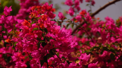 Close-up of pink flowers