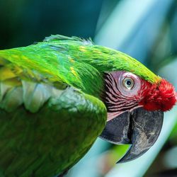 Close-up of parrot