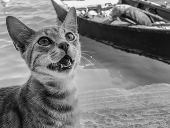 Close-up of cat looking up at harbor