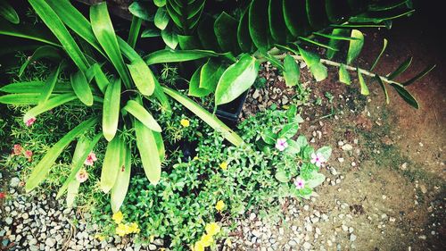 Close-up of plants