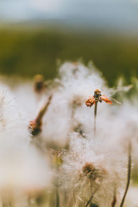 Close-up of insect on red flower