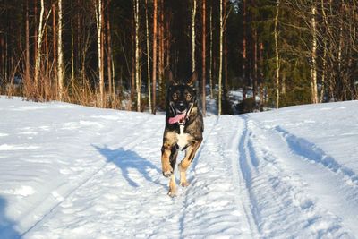 Dog on snow covered landscape during winter