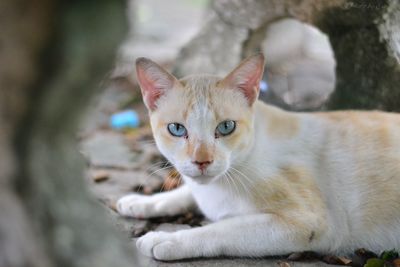 Portrait of cat