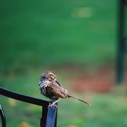 Close-up of bird perching on railing