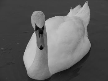 Close-up of white swan