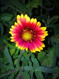 Close-up of yellow flower blooming outdoors