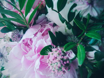 Close-up of pink flowers