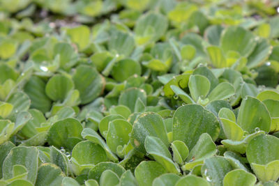 Full frame shot of succulent plants