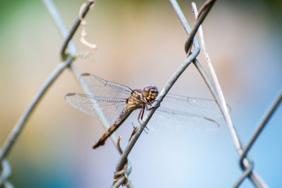 Close-up of dragonfly on fence