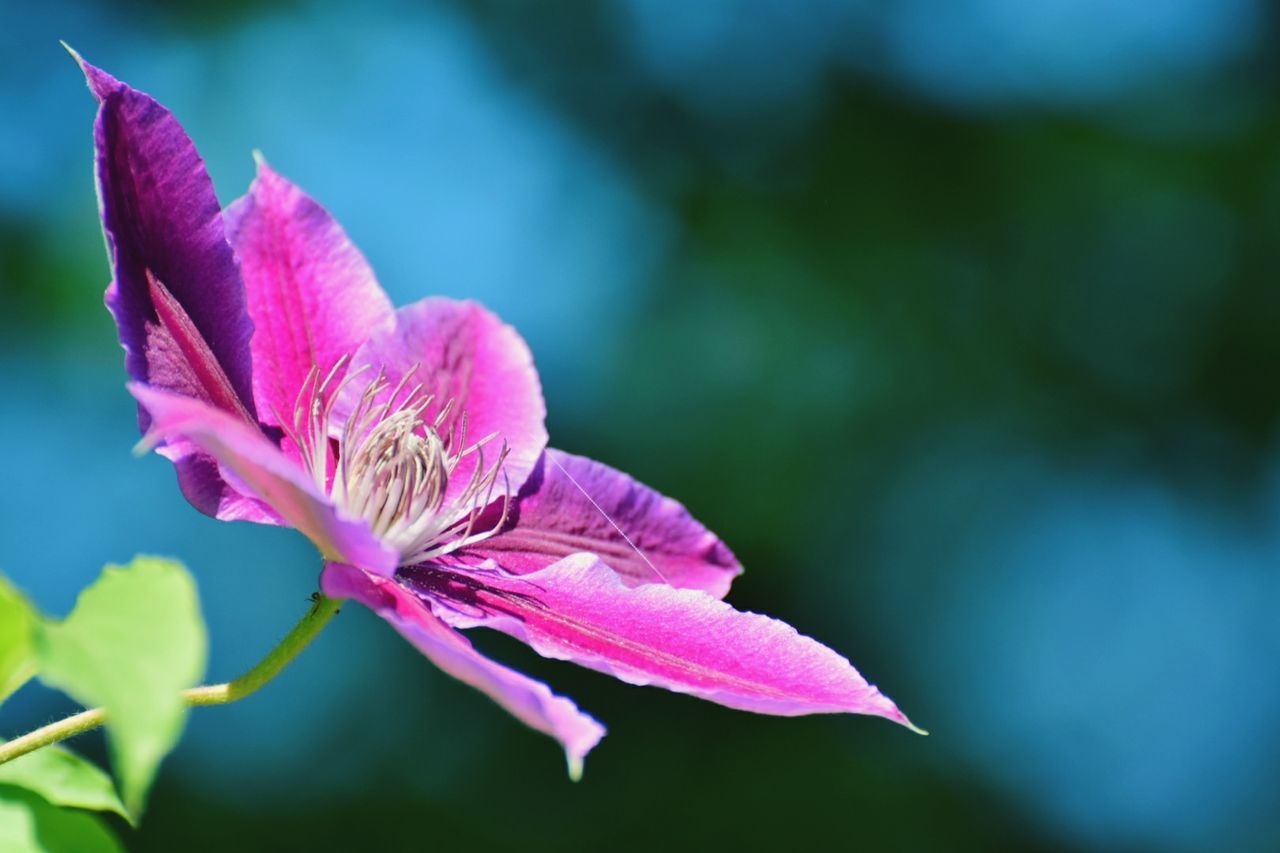 flowering plant, flower, plant, vulnerability, fragility, beauty in nature, petal, freshness, close-up, pink color, growth, flower head, inflorescence, nature, no people, plant part, focus on foreground, leaf, purple, selective focus, sepal