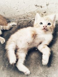 High angle view of cat sitting