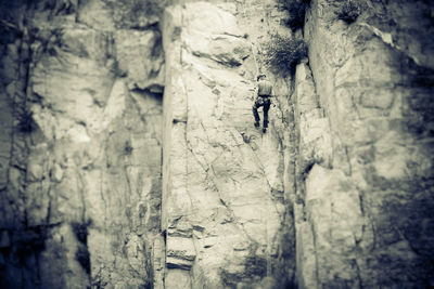 Shadow of tree on cliff