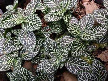 Full frame shot of succulent plant