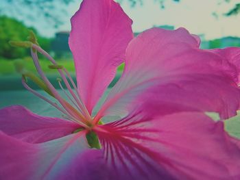 Close-up of pink flowers