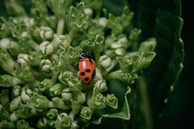 Close-up of ladybug on leaf