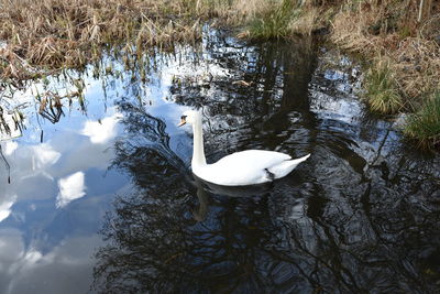 Swan swimming in lake